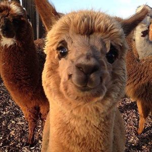 Meet your Posher, Morgan